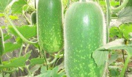 51朝阳吃瓜 热门大瓜在线,揭秘热门大瓜背后的真相与内幕